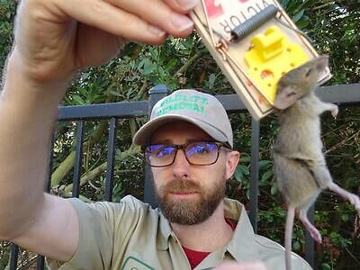 Salinas rodent trapping